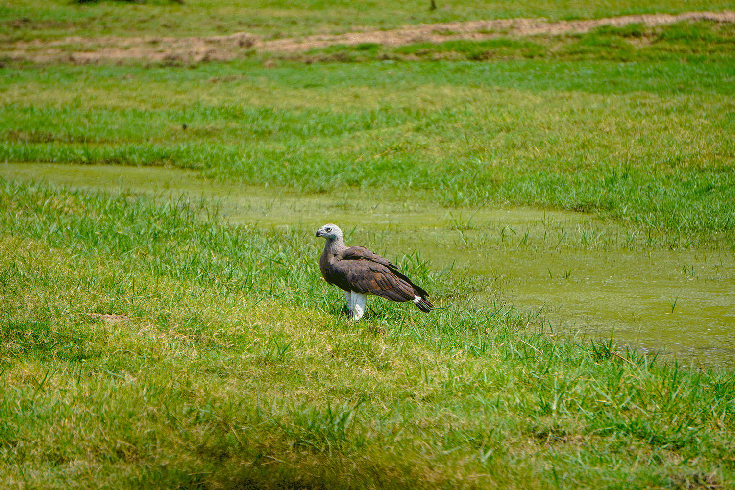 Minneriya National Park Halfday Safari - Image 5
