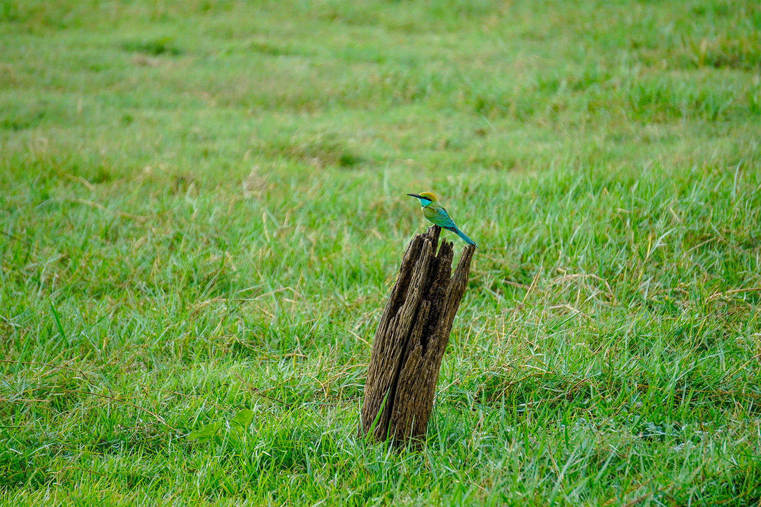 Minneriya National Park Halfday Safari - Image 6