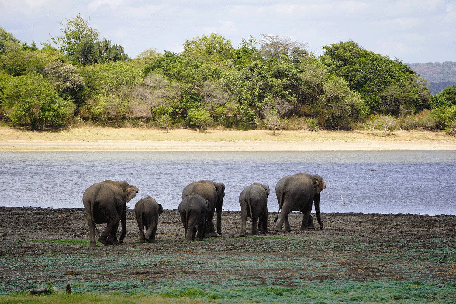 Minneriya National Park Halfday Safari - Image 7