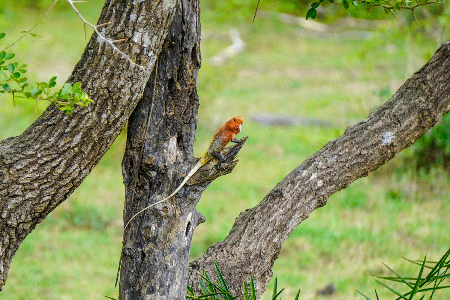 Minneriya National Park Halfday Safari - Image 2