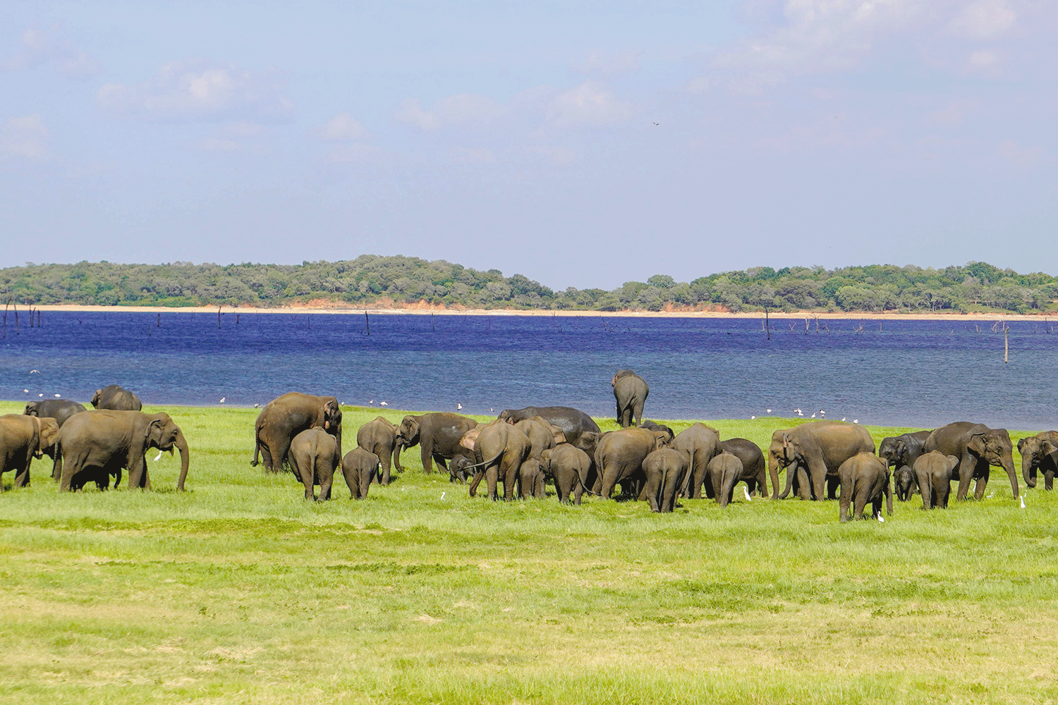 Minneriya National Park Halfday Safari - Image 9