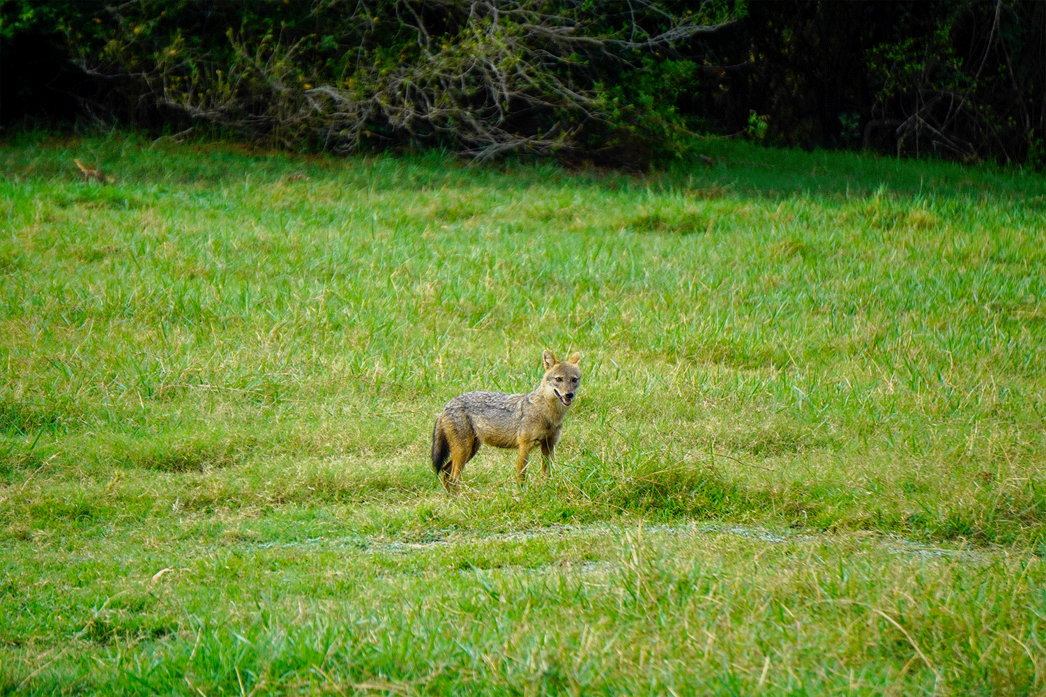 Minneriya National Park Halfday Safari - Image 3