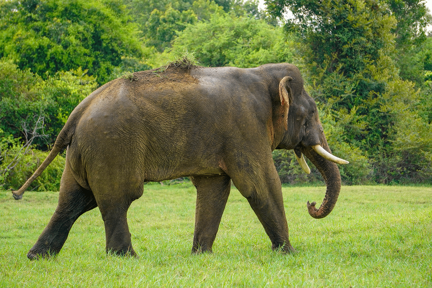 Minneriya National Park Halfday Safari - Image 4