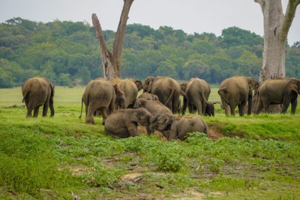 Minneriya National Park Halfday Safari - Image 5