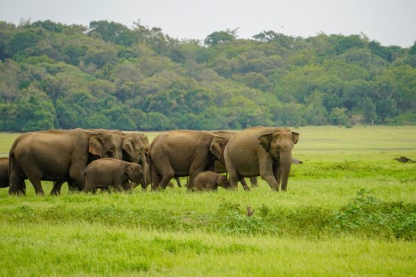 Minneriya National Park Halfday Safari - Image 6