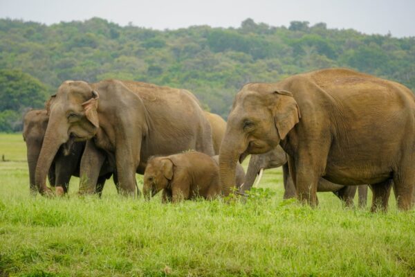 Minneriya National Park Halfday Safari - Image 7