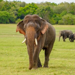 Kaudulla National Park Elephant Safari