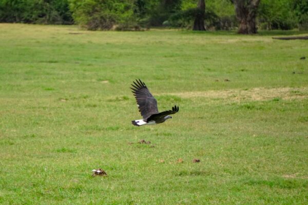 Minneriya National Park Halfday Safari - Image 10