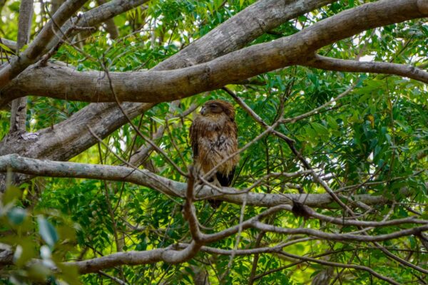 Minneriya National Park Halfday Safari - Image 9