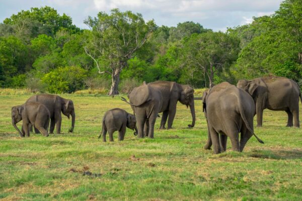 Minneriya National Park Halfday Safari - Image 2