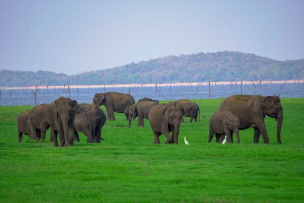 Minneriya National Park Halfday Safari - Image 3