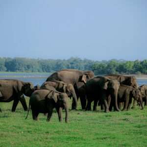 Minneriya Safari Elephants