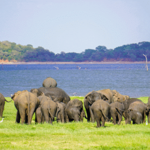 Kaudulla National Park