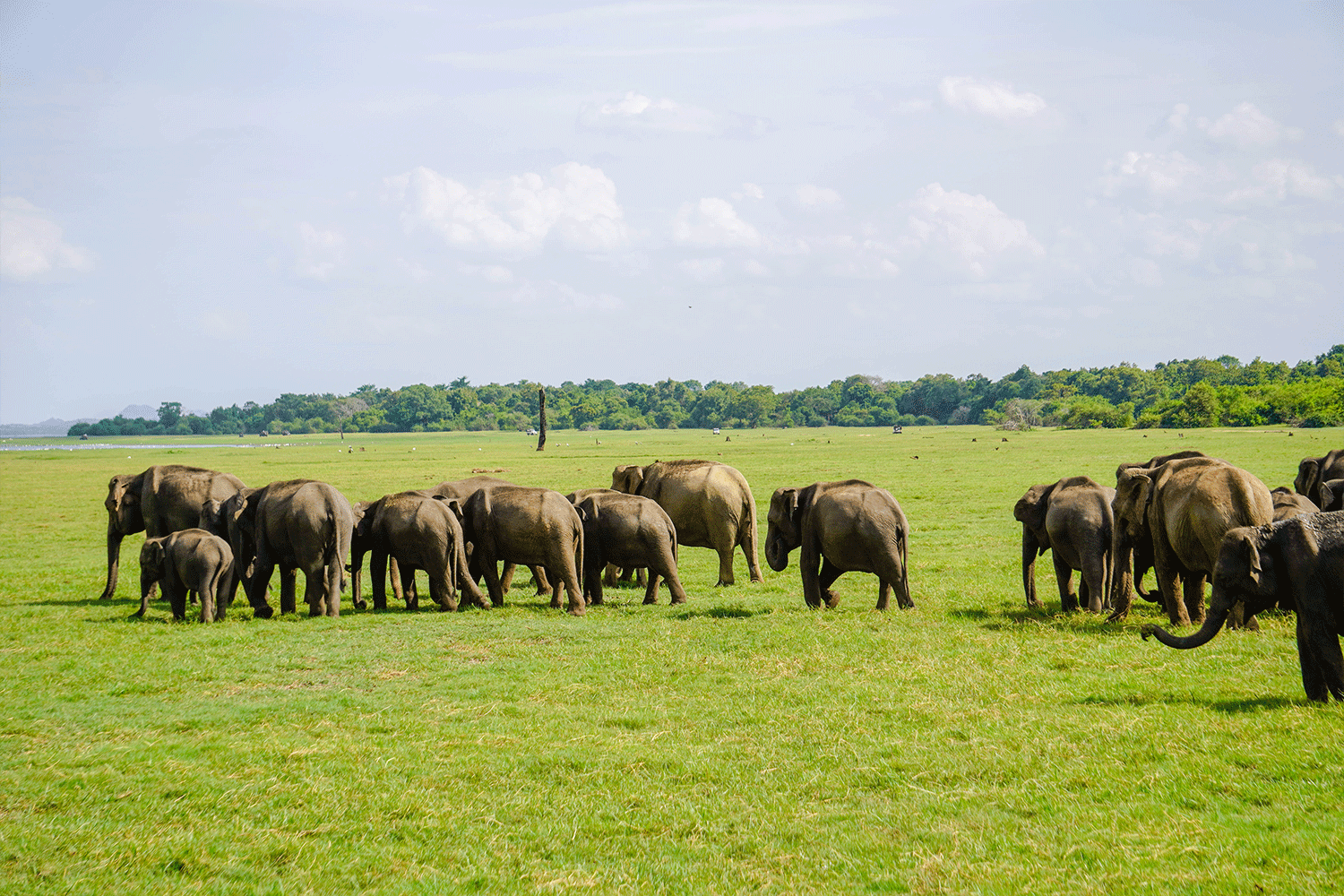 Kaudulla National Park Safari - All Inclusive - Image 4