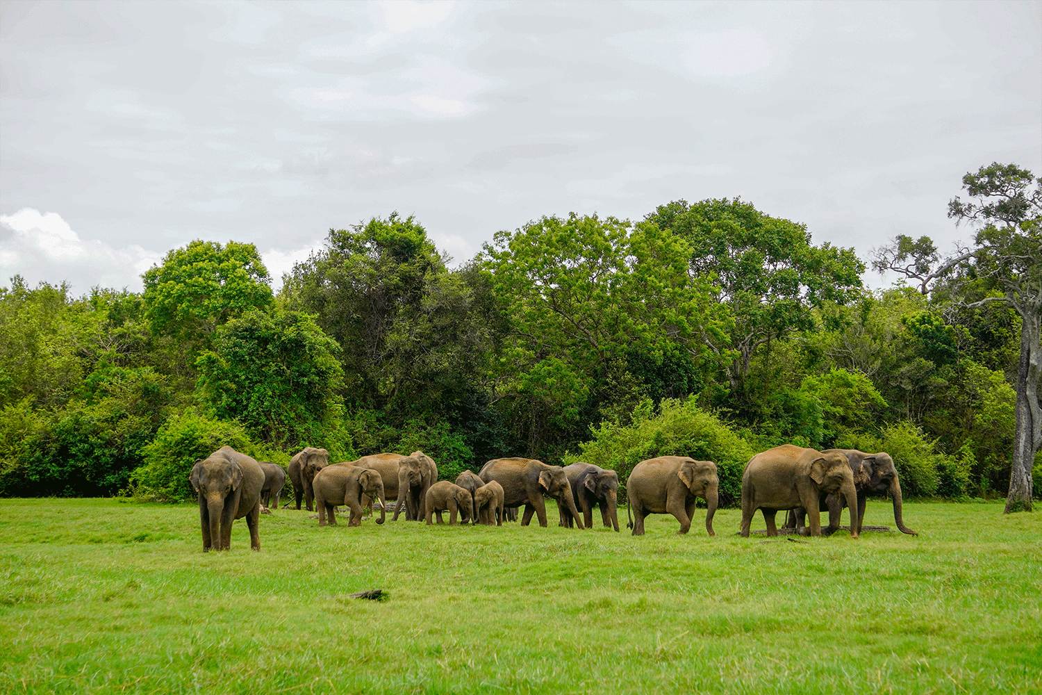 Kaudulla National Park Safari - All Inclusive - Image 2