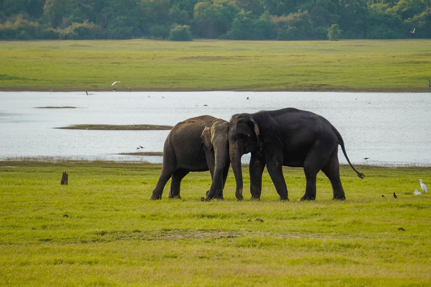 Kaudulla National Park Safari - All Inclusive - Image 5