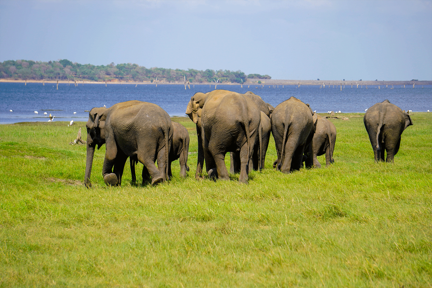 Kaudulla National Park Safari - All Inclusive - Image 6