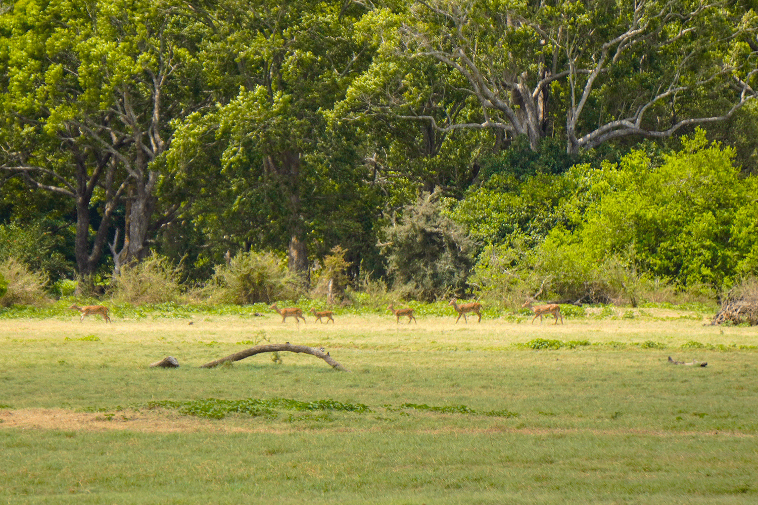 Kaudulla National Park Safari - All Inclusive - Image 7