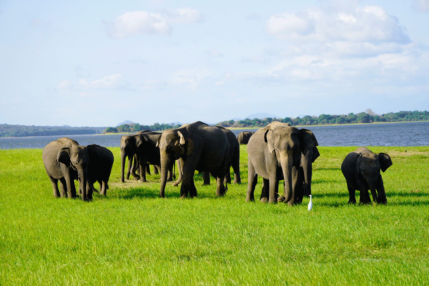 Kaudulla National Park Safari - All Inclusive - Image 8