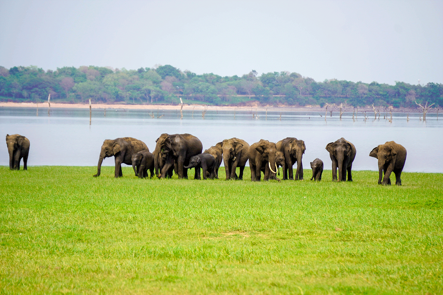 Kaudulla National Park Safari - All Inclusive - Image 3