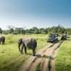 Kaudulla National Park Halfday Safari - Image 6