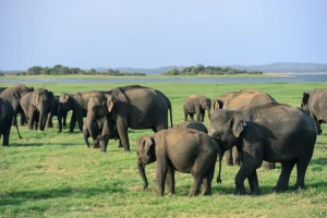 The Elephant Gathering at Minneriya National Park